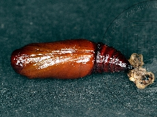 Peribatodes rhomboidaria  куколка-вентрально